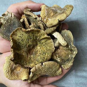 2021青头菌新鲜干货精选食材100克野生菌菇干蘑菇煲汤青面菇1整箱