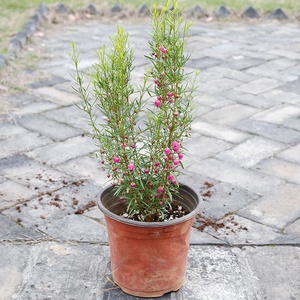 新品ins北欧风波罗尼boronia博洛尼盆栽庭院观花植物美观阳台好养