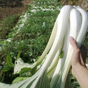长梗白菜种子花叶高梗白高杆箭杆小白菜壶瓶长梗白菜籽青菜蔬菜孑