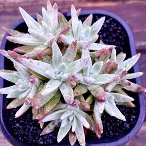 仙女杯白菊老桩多肉植物绿植花卉盆栽植物好养格诺玛韩货丸叶