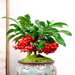 22富贵籽盆栽室内外耐寒黄金万两植物吉祥富贵带果绿植盆i景摆件