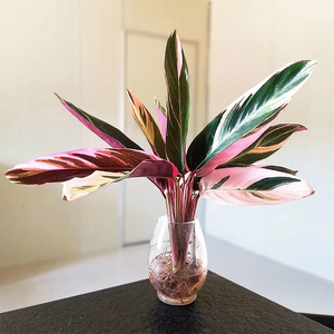 凤凰羽水培养植物室内绿植花卉盆栽富贵竹水养好养懒人花