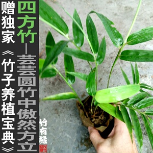 四方形竹子苗室内绿植e适合庭院阳台竹盆栽盆景竹子达克百货商行19