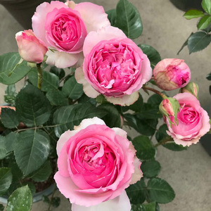 【四樱月季】四樱月季品牌,价格 - 阿里巴巴