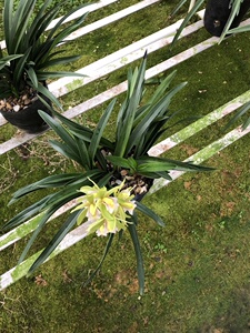 2222兰花大王带兰花苗十八格格花苞浓香四季墨t兰建兰春w兰易花a.