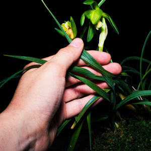 22兰花盆栽植物名贵r白王狮子兰花苗带花苞奇花春兰素心大众国兰