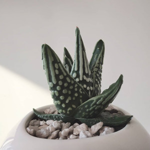 天使之泪 高端硬叶十二卷 稀有皇帝多肉植物室内桌面小盆栽防辐射