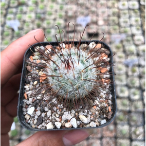 实生丰明玉仙人球 开花钩刺突乳球属办公室桌面防辐射盆栽