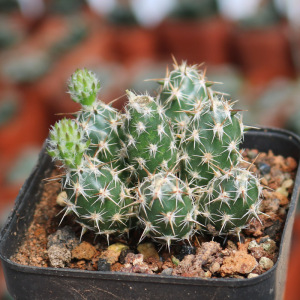 舞豆团扇仙人球稀有进口冷门趣味强刺仙人掌多肉办公室防辐射盆栽