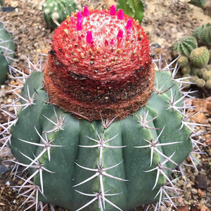 碧云仙人球 层云庭院花卉盆栽植物 开花仙人球云座球 强刺属藏云