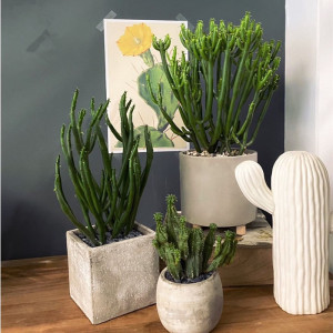 002人付款淘宝象芽锦带三角柱疣接嫁接侧芽仙人球带锦稀有品种仙人掌