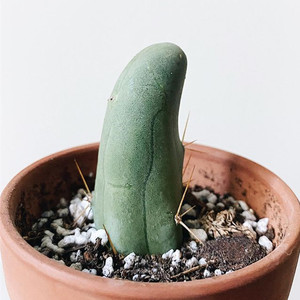 程程柱jj仙人掌植物盆栽男性之光仙人柱成程稀有品种多肉桌面绿植