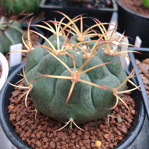 天紫玉实生仙人球 开花裸萼球属多肉 好养变紫色小球稀缺花卉盆栽