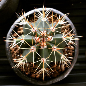 实生卷云仙人球小苗 籽播多肉植物开花盆栽净化空气强刺好养花卉