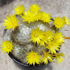 芳香丸仙人球开黄花有香味单头群生易养多肉植物