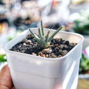 光山实生仙人球趣味开花黄花四大名球leuchtenbergia principis