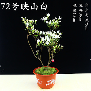 2222大别山白色映山红花卉园艺盆景舒城万k佛山杜f鹃庭院景观映a.