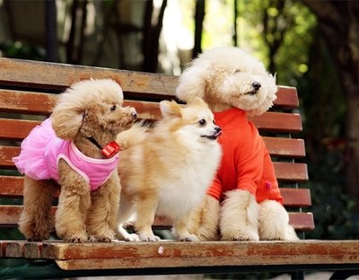 狗语翻译器 狗狗语言宠物翻译器/机 人狗交流器 宠物z语言 三代