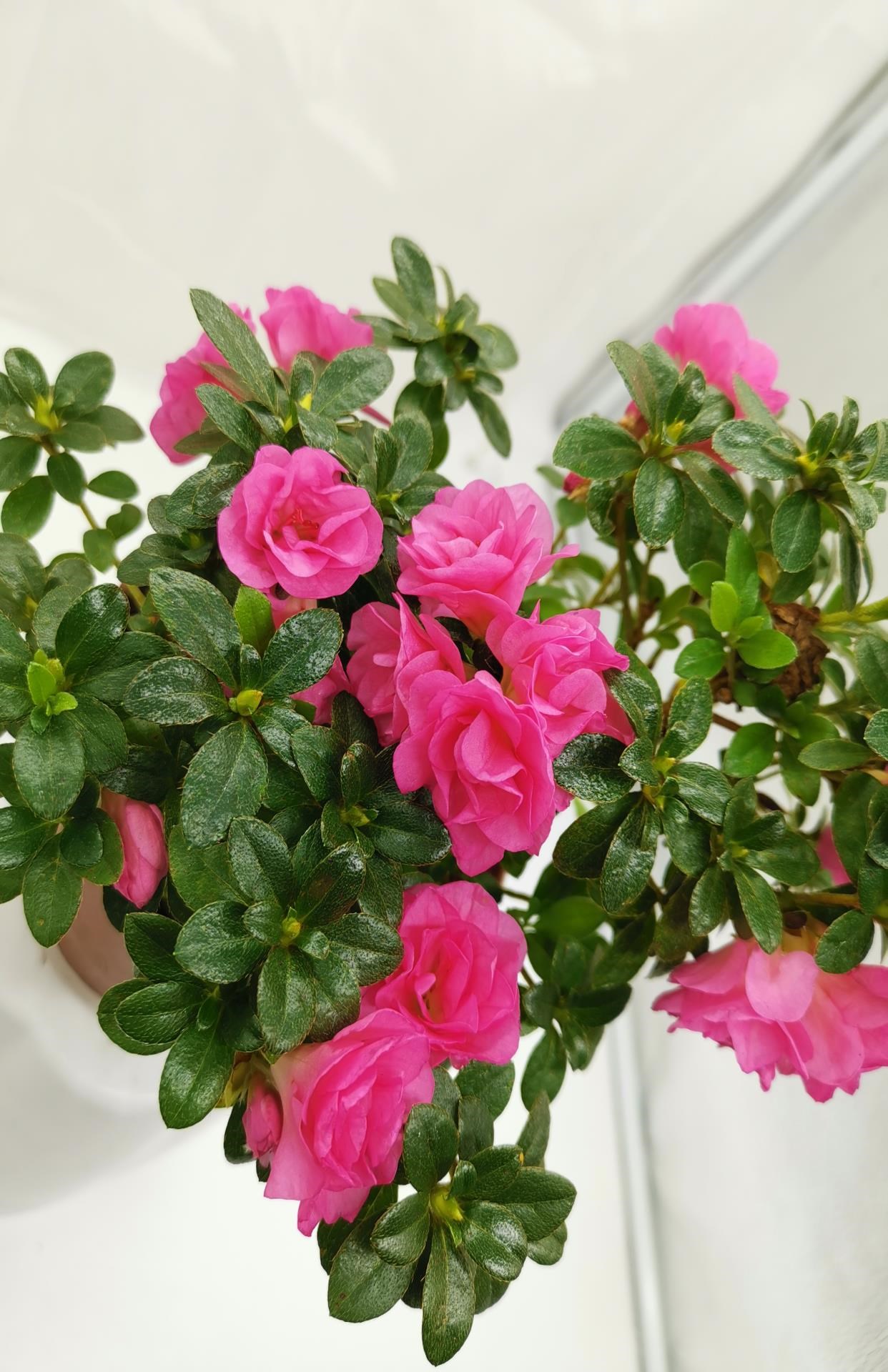 四季小玫瑰杜鹃花四季开花带花苞盆栽名贵稀有庭院阳台好养p易成