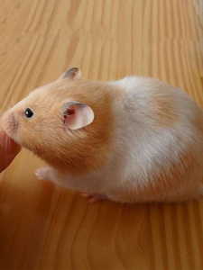 金丝熊仓鼠活物已打疫苗家养金丝鼠短毛长毛仓熊小宠物珍珠熊活体