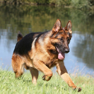 德牧幼犬纯种黑背犬幼犬德国牧羊犬活体赛级弓背大型狼狗幼崽出售