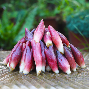 2023年湖北恩施新鲜阳荷姜洋荷洋河姜洋霍茗荷洋藿现挖产地直销