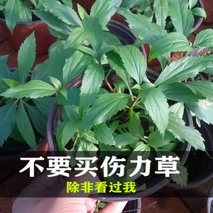缓解疲劳豫东伤力草佩兰绿植盆栽商力草茶叶泡茶劳累熬夜恢复体力