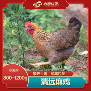 【温氏天露】清远麻鸡谷物饲养果园走地土鸡 1200g整只