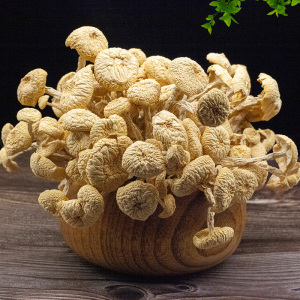 古田不开伞白茶树菇250g干货农家自产新货白色茶树菇香嫩食材菇菌