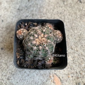 22红刺罗星丸仙人球多肉植o物裸萼属樱花易养易开花粉花室内绿植