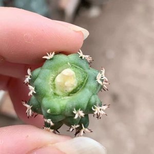 短豪刺青花虾