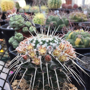 2222白蛇丸仙人球刺球实生仙人掌开花多肉植物m室内盆栽花卉精品