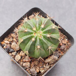 22紫云仙人球 室内花卉仙人掌类植物 开花防辐射桌面大盆栽绿m植