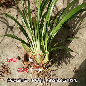 【云南虎头兰】云南虎头兰品牌,价格 - 阿里巴巴