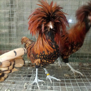 纯种凤头红色帽子鸡种蛋受精蛋可孵化波兰鸡观赏鸡宠物鸡20枚包邮