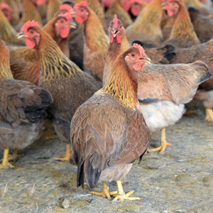 肉鸡散养原种淮北麻鸡种蛋受精蛋红玉土鸡蛋可孵化草鸡青脚麻鸡