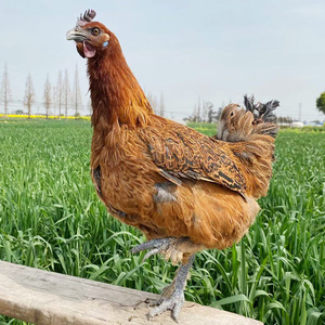 高产高脚无量山乌骨鸡种蛋观赏珍禽大种土鸡蛋纯种云南大型原种