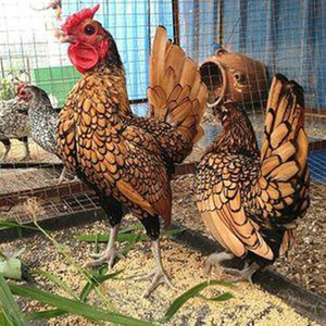 红黑色波兰鸡种蛋受精蛋小型宠物观赏鸡波澜鸡可孵化种蛋20枚包邮