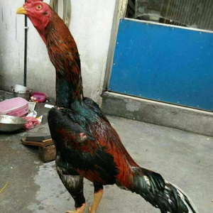 鬼子斗鸡种蛋受精蛋大冠纯种大型泰国鸡蛋缅甸中原高脚剑尾观赏鸡