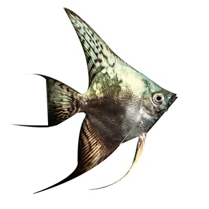 阿凡达烟熏神仙鱼燕鱼熊猫埃及神仙金头墨燕黑仙热带鱼观赏鱼包邮