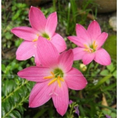 韭兰葱兰风r雨兰花苗盆栽韭菜兰绿植小苗盆栽四季花卉庭院花坛植
