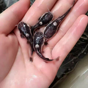 招财猫狗仔鲸中大n型鱼苗鱼彩裙虎皮小型热带鱼草缸小鱼活体水草.