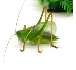 冬蝈蝈活虫鸣虫蛐蛐巨型蝈蝈宠物萌宠g大号山东野生铁皮山v青翡翠