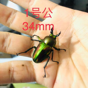 昆虫标本彩虹锹甲成虫活体宠物长戟南洋桌面创意展示观赏艺术礼品