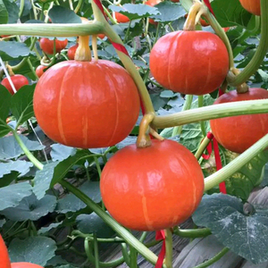 红籽小瓜-淘宝拼多多热销红籽小瓜货源拿货 - 阿里巴巴货源