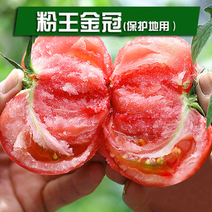 粉王金冠番茄种子大粉果西红柿籽高产耐裂大田番茄沙瓤毛粉柿子籽