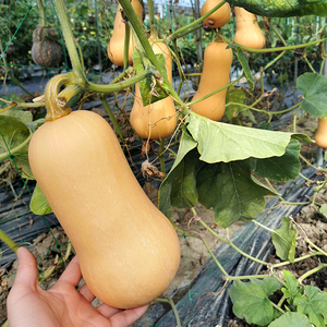 超甜粉糯奶油南瓜板栗南瓜种子四季南瓜种籽早熟高产农家田园种植