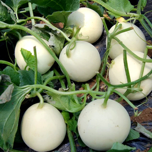 超甜白玉糖甜瓜种子特大白沙蜜甜瓜香瓜种籽超甜四季水果白皮白肉