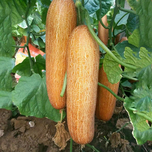 东北旱黄瓜水果黄瓜种