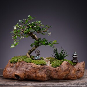 寓意好的盆栽放电视机旁的植物榕树植物花卉绿植客厅室内桌面摆件